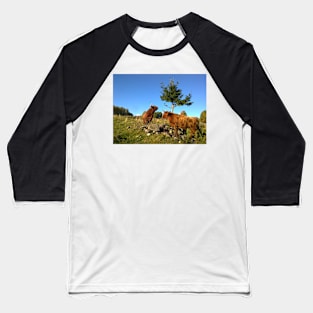 Scottish Highland Cattle Cows 1000 Baseball T-Shirt